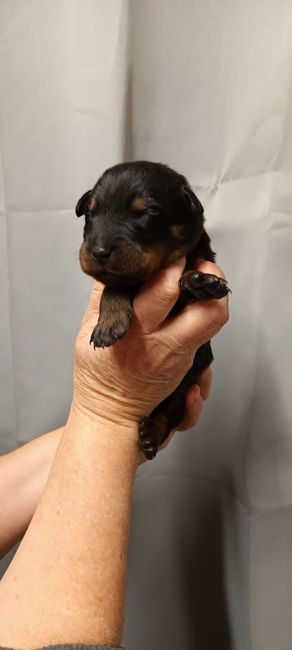 de l'ange aux papillons - Chiot disponible  - Berger de Beauce