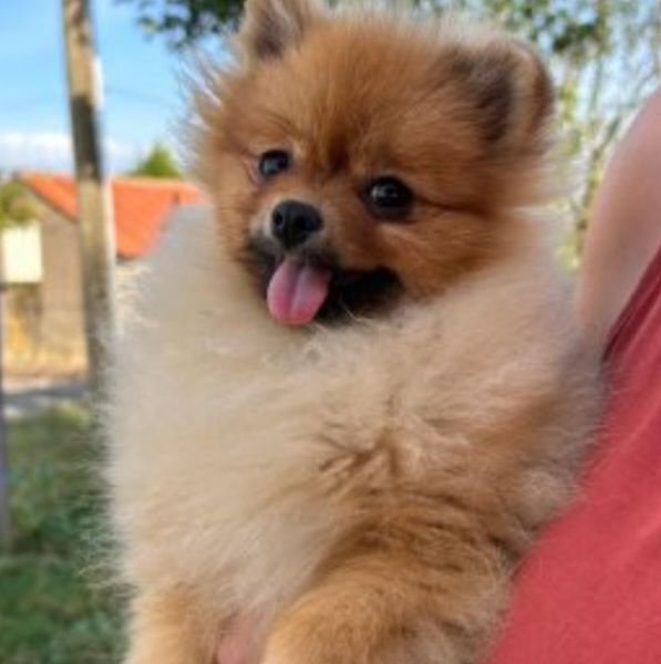 de l'ange aux papillons - Chiot disponible  - Spitz allemand