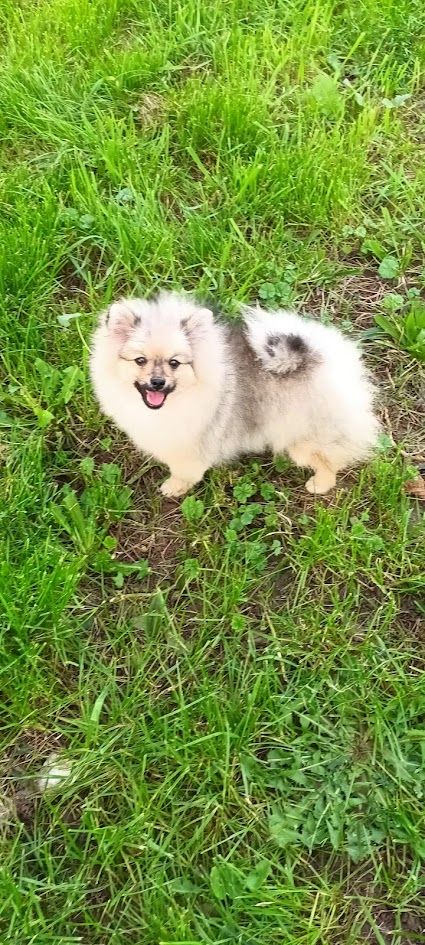 de l'ange aux papillons - Chiot disponible  - Spitz allemand