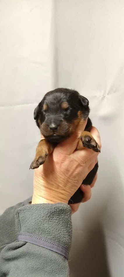 de l'ange aux papillons - Chiot disponible  - Berger de Beauce