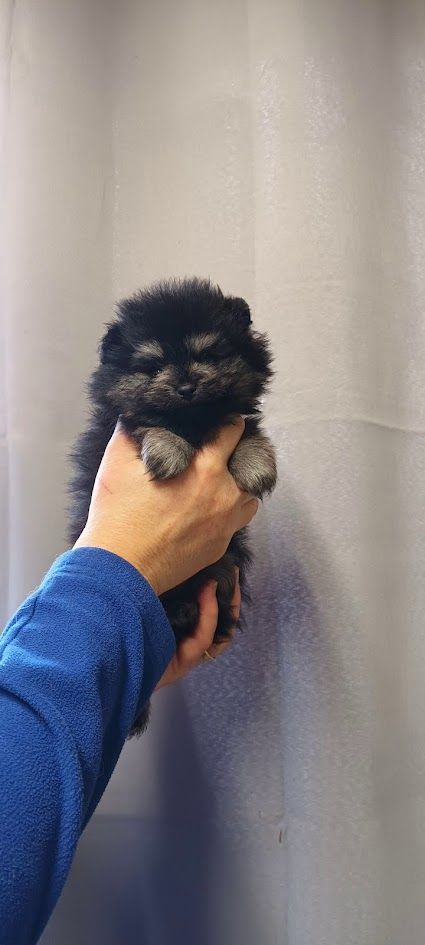 de l'ange aux papillons - Chiot disponible  - Spitz allemand