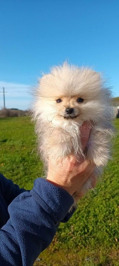 de l'ange aux papillons - Chiot disponible  - Spitz allemand