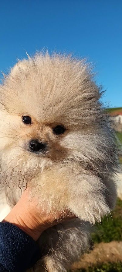 de l'ange aux papillons - Chiot disponible  - Spitz allemand