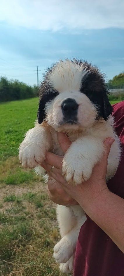 de l'ange aux papillons - Chiot disponible  - Chien du Saint-Bernard