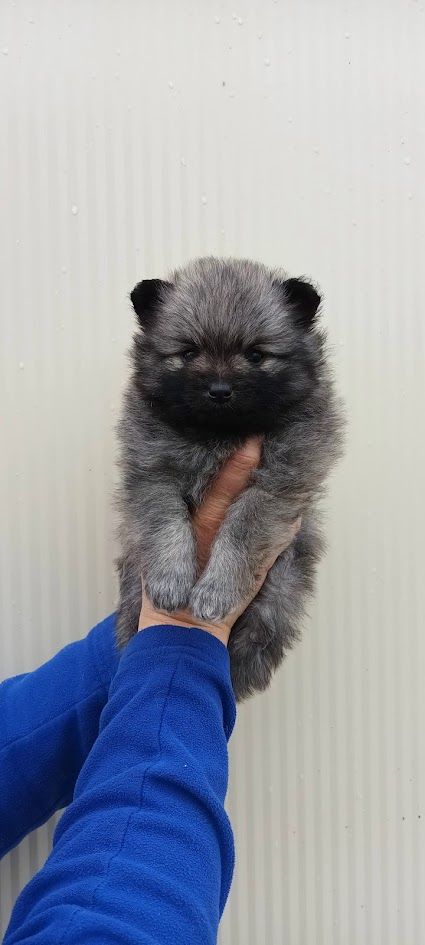 de l'ange aux papillons - Chiot disponible  - Spitz allemand