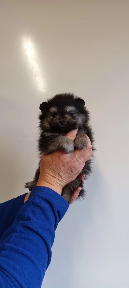 de l'ange aux papillons - Chiot disponible  - Spitz allemand