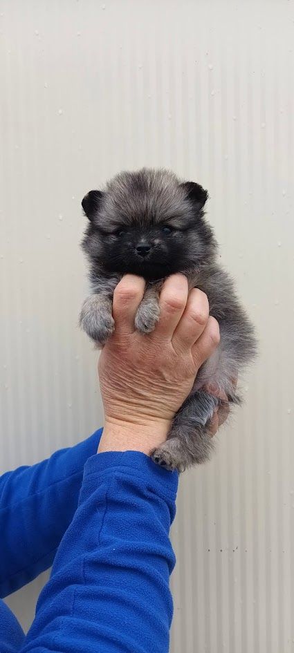 de l'ange aux papillons - Chiot disponible  - Spitz allemand