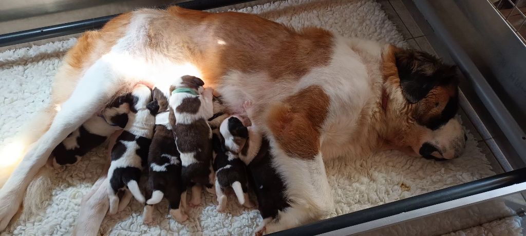 chiot Chien du Saint-Bernard de l'ange aux papillons