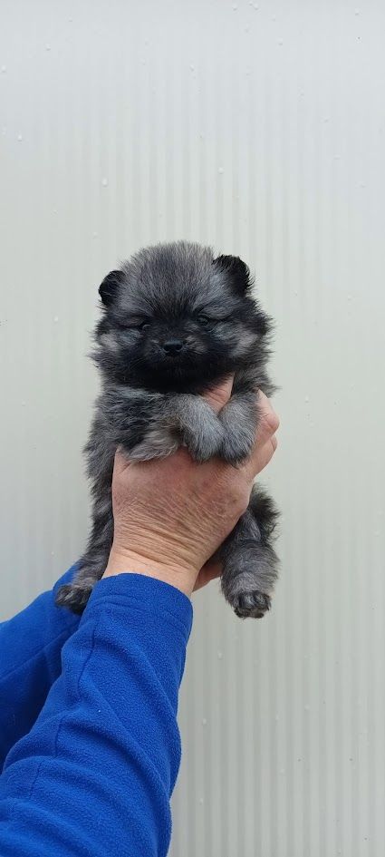 de l'ange aux papillons - Chiot disponible  - Spitz allemand