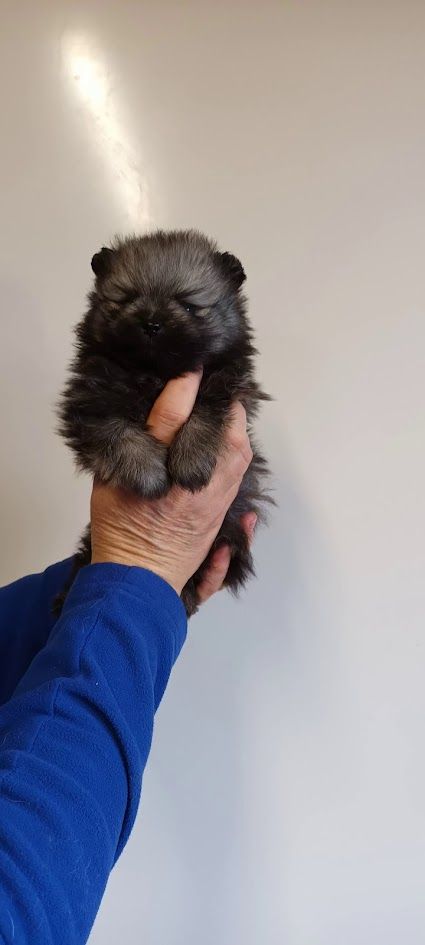 de l'ange aux papillons - Chiot disponible  - Spitz allemand