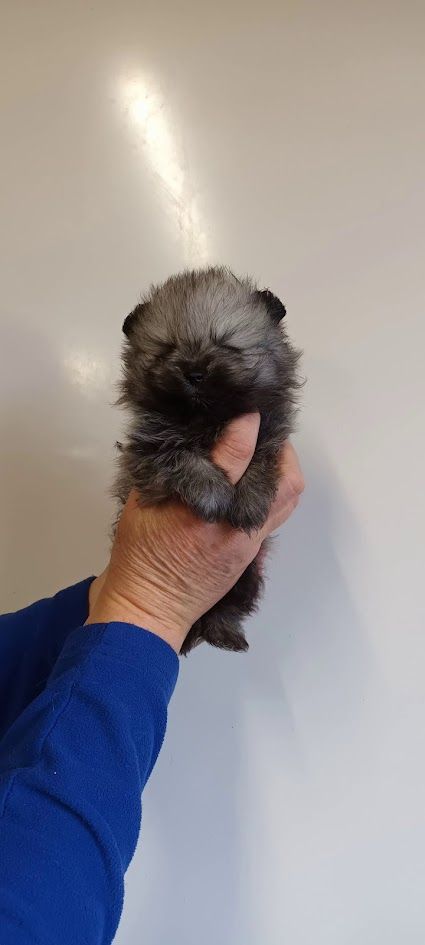 de l'ange aux papillons - Chiot disponible  - Spitz allemand