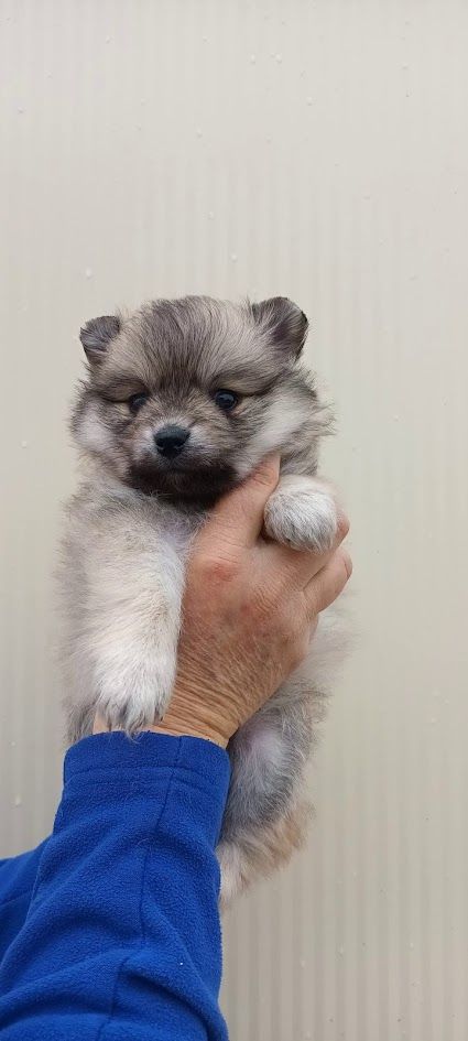 de l'ange aux papillons - Chiot disponible  - Spitz allemand