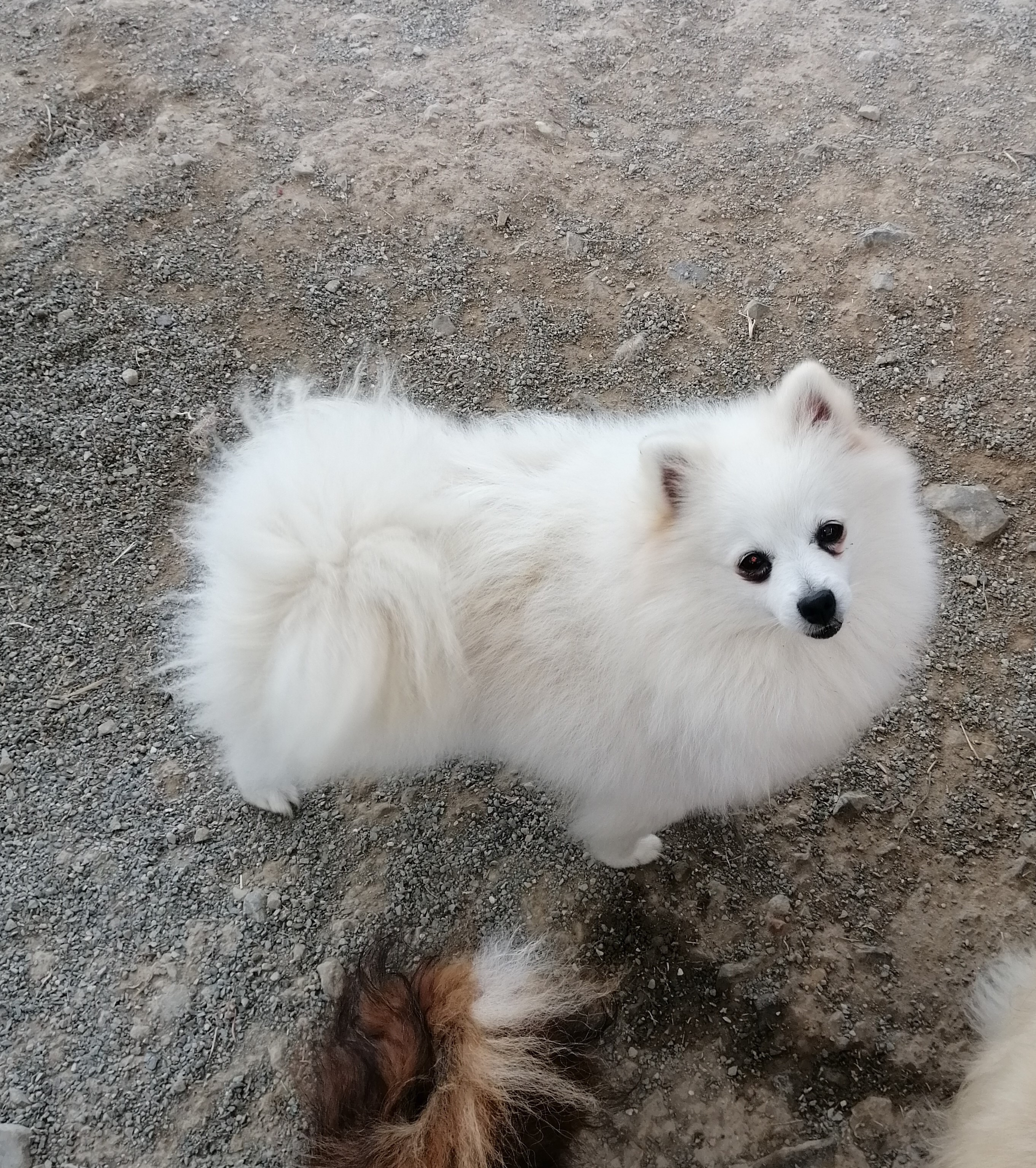 Neige de la source des volcans