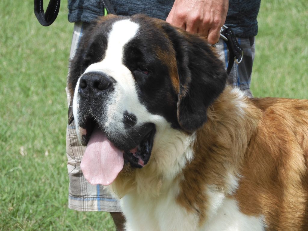 U'caline de l'ange aux papillons