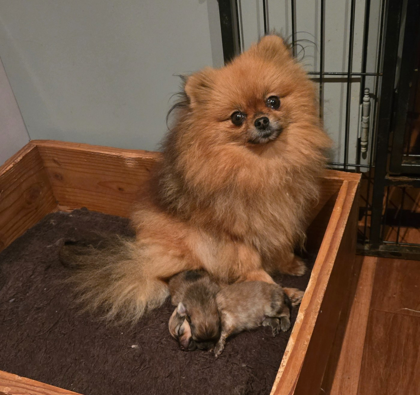 TELLINE de l'ange aux papillons