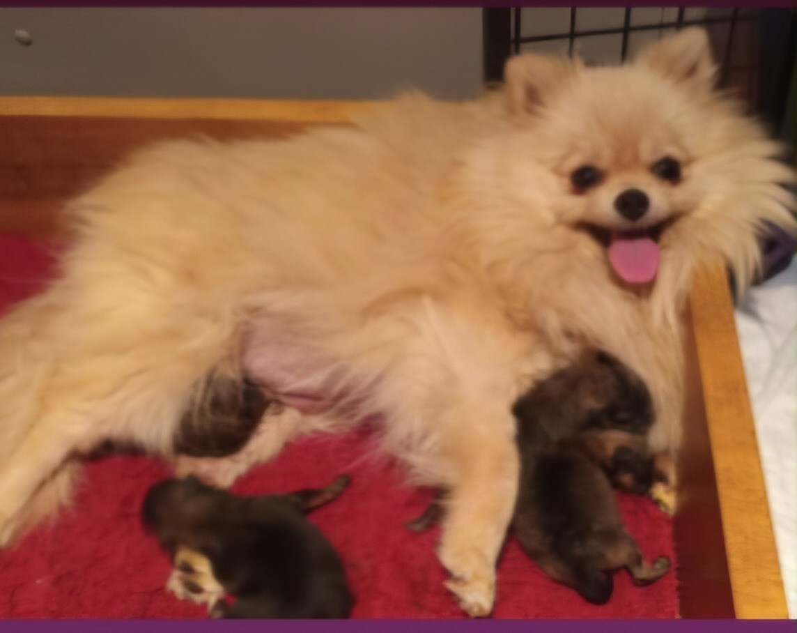 SHOUQUETTE de l'ange aux papillons