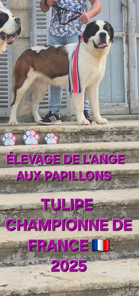 TULIPE de L'Ange aux Papillons