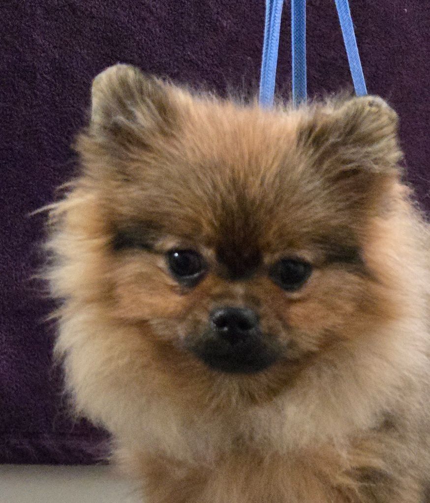 de l'ange aux papillons - Chiots disponibles - Spitz allemand