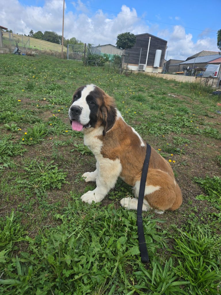 de l'ange aux papillons - Chiots disponibles - Chien du Saint-Bernard