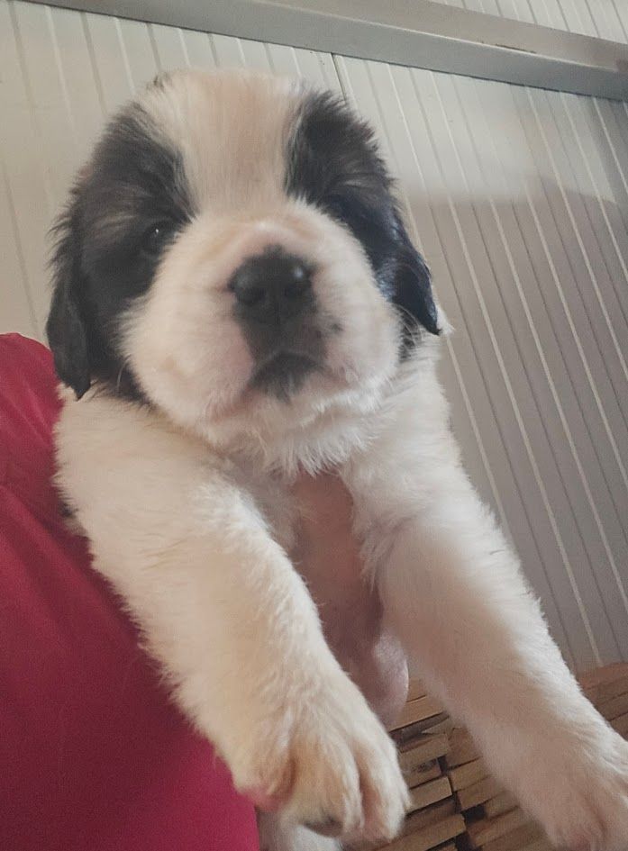 de l'ange aux papillons - Chiots disponibles - Chien du Saint-Bernard