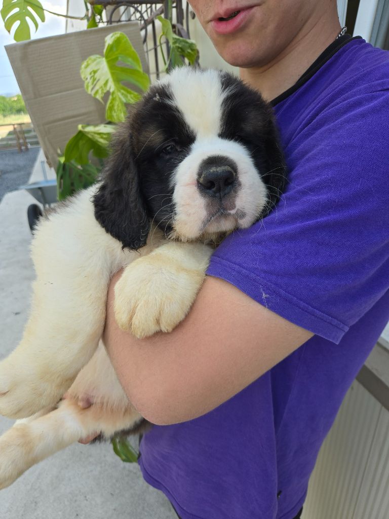 de l'ange aux papillons - Chiots disponibles - Chien du Saint-Bernard