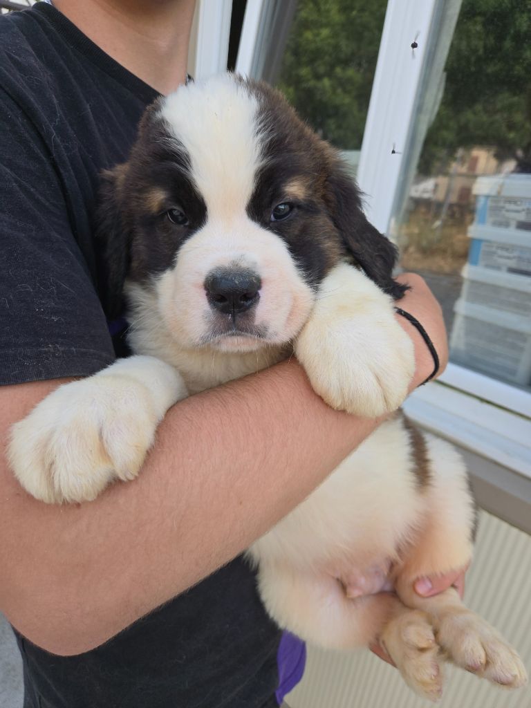 de l'ange aux papillons - Chiots disponibles - Chien du Saint-Bernard