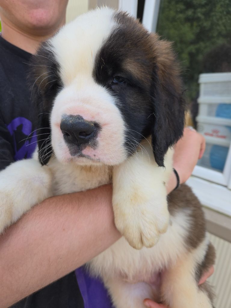 de l'ange aux papillons - Chiots disponibles - Chien du Saint-Bernard