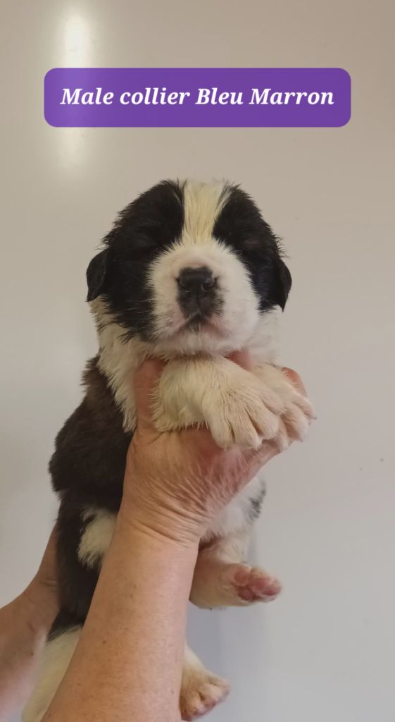 de l'ange aux papillons - Chiots disponibles - Chien du Saint-Bernard