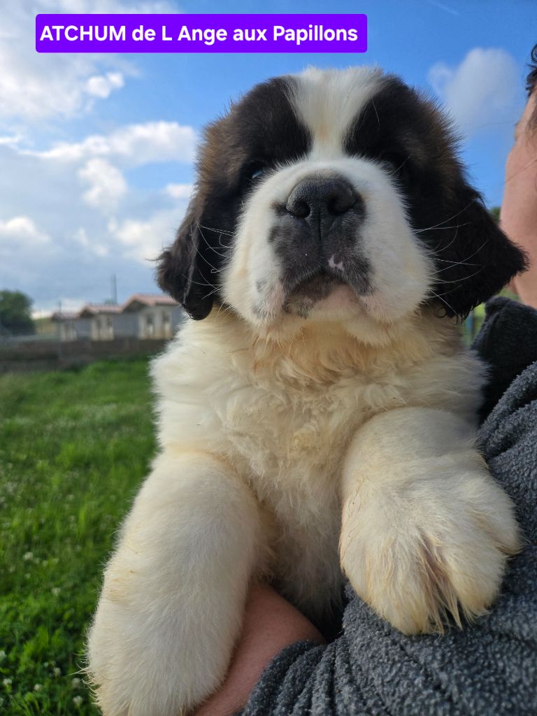 de l'ange aux papillons - Chiots disponibles - Chien du Saint-Bernard