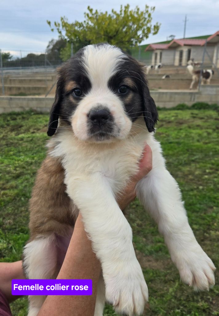 de l'ange aux papillons - Chiots disponibles - Chien du Saint-Bernard