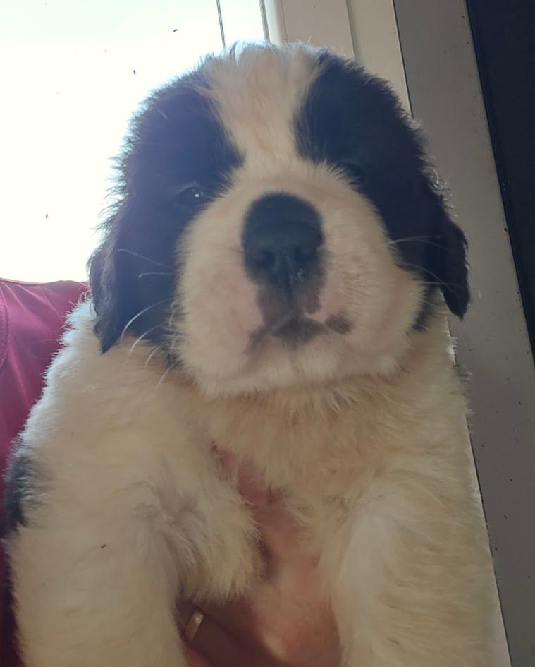 de l'ange aux papillons - Chiots disponibles - Chien du Saint-Bernard