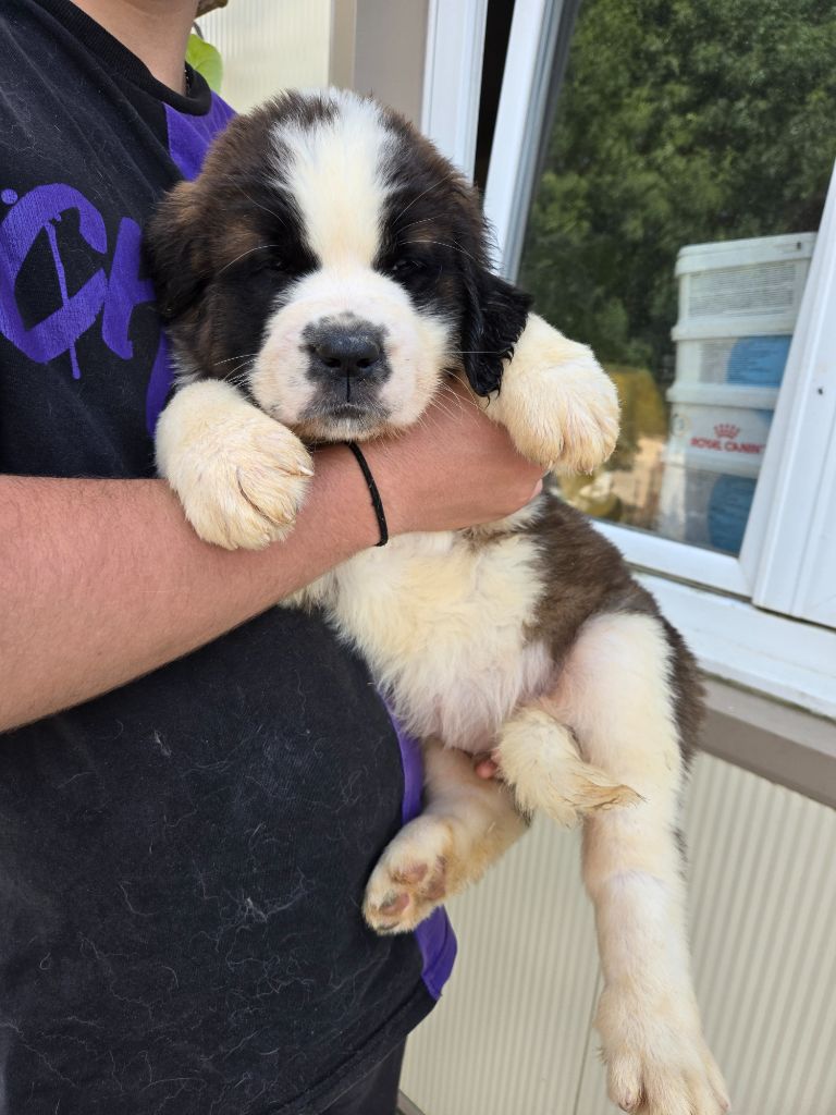 de l'ange aux papillons - Chiots disponibles - Chien du Saint-Bernard