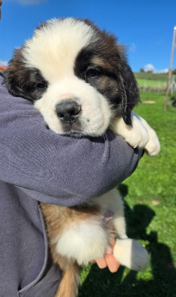 de l'ange aux papillons - Chiots disponibles - Chien du Saint-Bernard