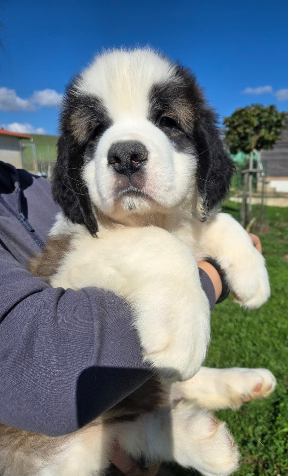 de l'ange aux papillons - Chiots disponibles - Chien du Saint-Bernard