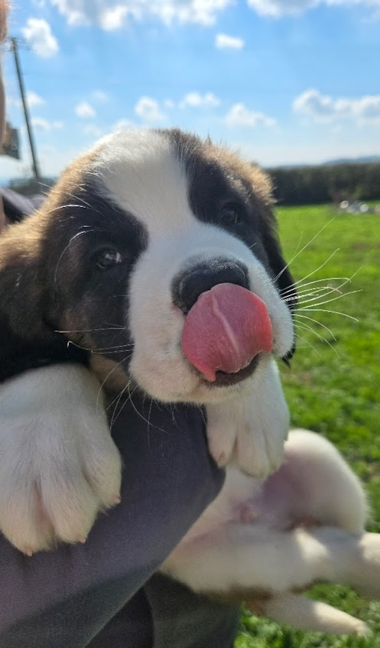 de l'ange aux papillons - Chiots disponibles - Chien du Saint-Bernard
