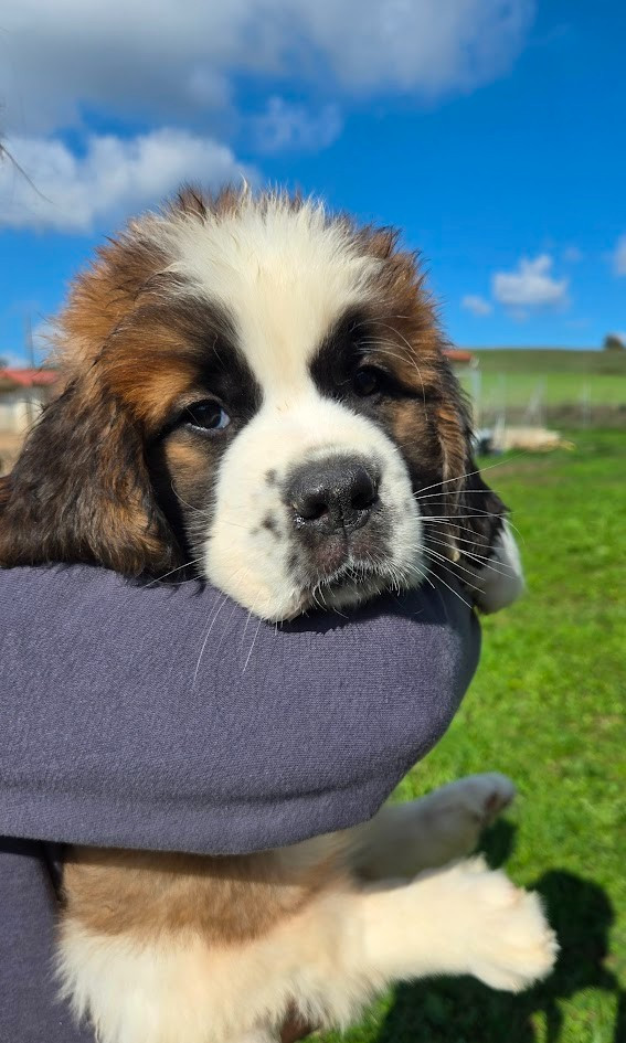 de l'ange aux papillons - Chiots disponibles - Chien du Saint-Bernard