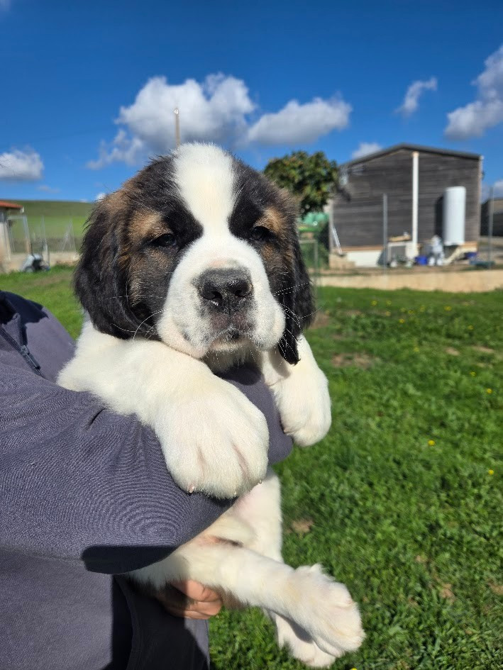 de l'ange aux papillons - Chiots disponibles - Chien du Saint-Bernard