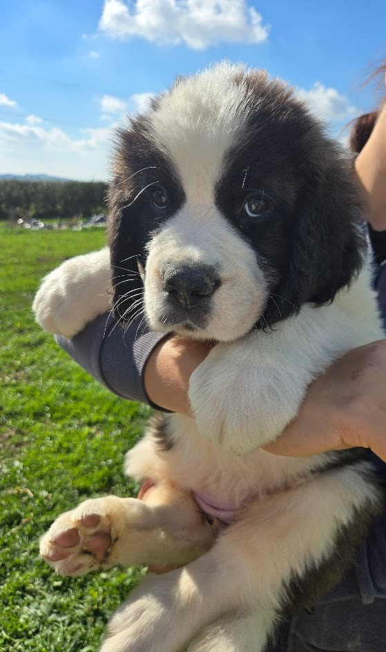 de l'ange aux papillons - Chiots disponibles - Chien du Saint-Bernard