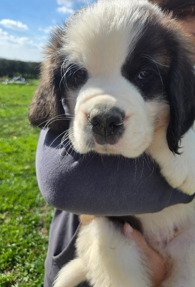 de l'ange aux papillons - Chiots disponibles - Chien du Saint-Bernard