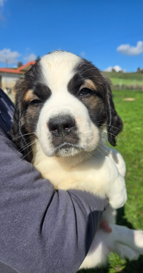 de l'ange aux papillons - Chiots disponibles - Chien du Saint-Bernard