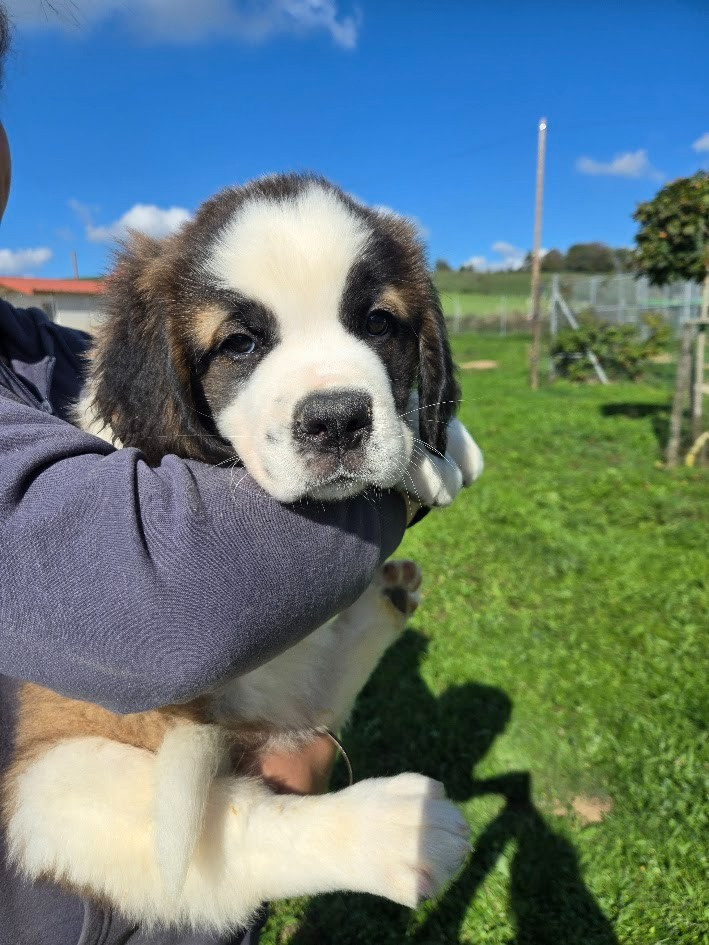 de l'ange aux papillons - Chiots disponibles - Chien du Saint-Bernard