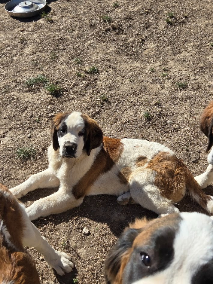 de l'ange aux papillons - Chiots disponibles - Chien du Saint-Bernard