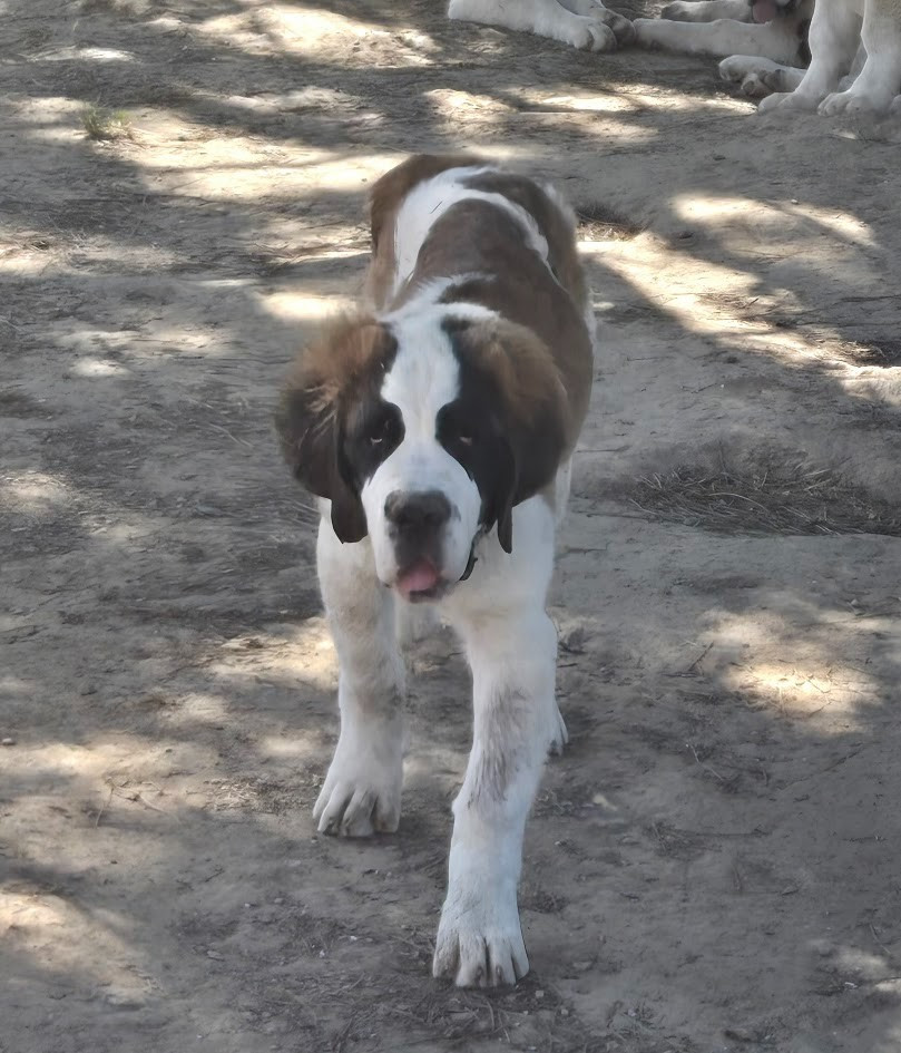 de l'ange aux papillons - Chiots disponibles - Chien du Saint-Bernard