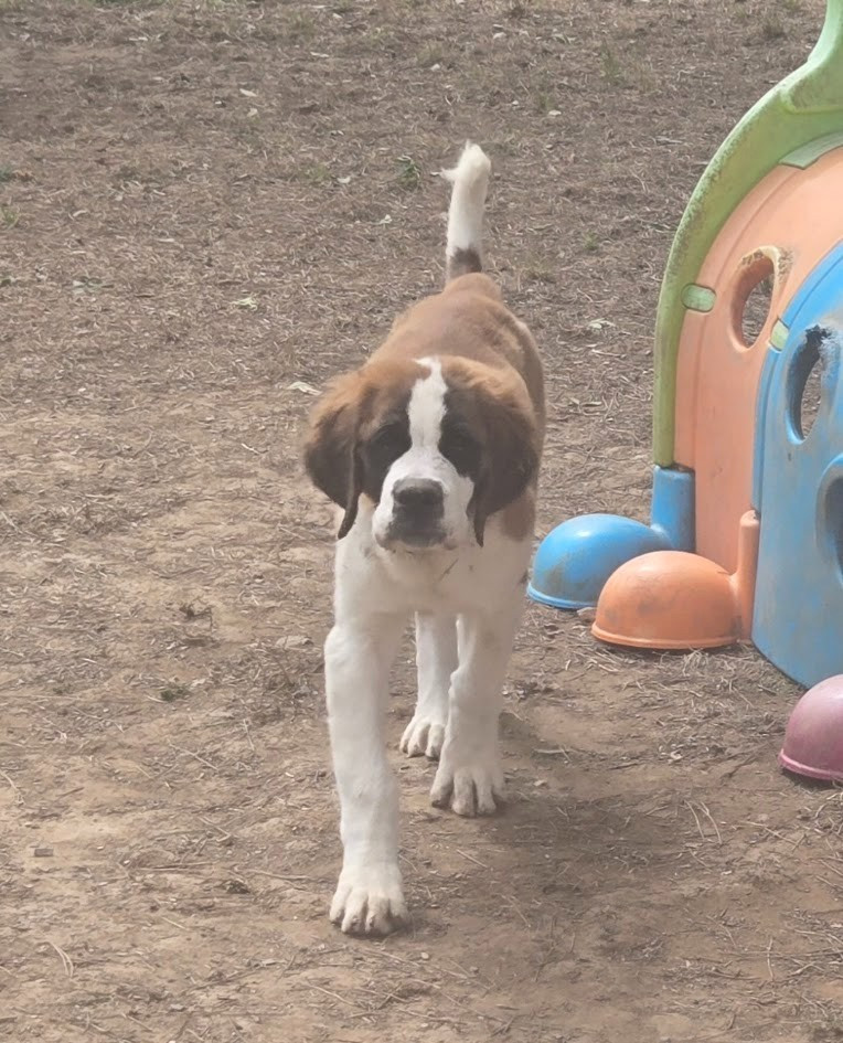de l'ange aux papillons - Chiots disponibles - Chien du Saint-Bernard