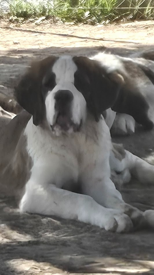 de l'ange aux papillons - Chiots disponibles - Chien du Saint-Bernard