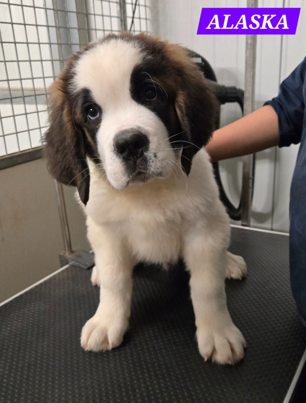de l'ange aux papillons - Chiots disponibles - Chien du Saint-Bernard