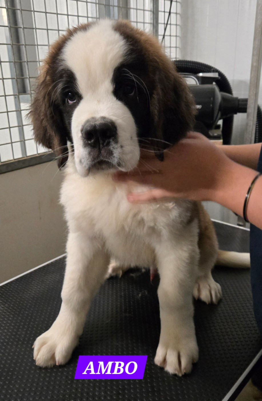 de l'ange aux papillons - Chiots disponibles - Chien du Saint-Bernard
