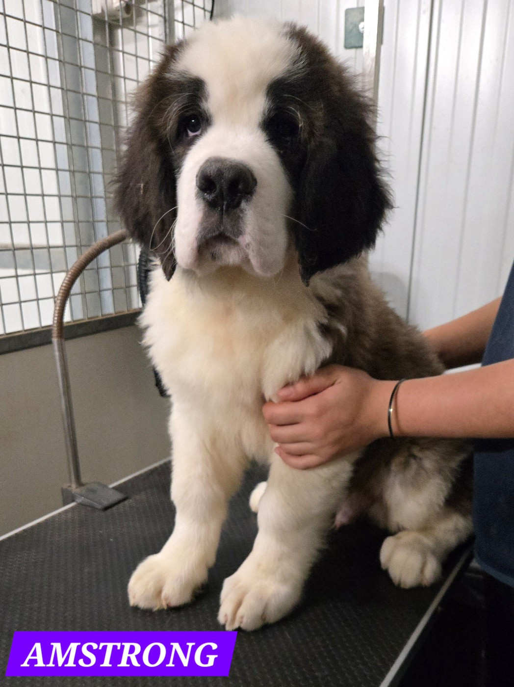 de l'ange aux papillons - Chiots disponibles - Chien du Saint-Bernard