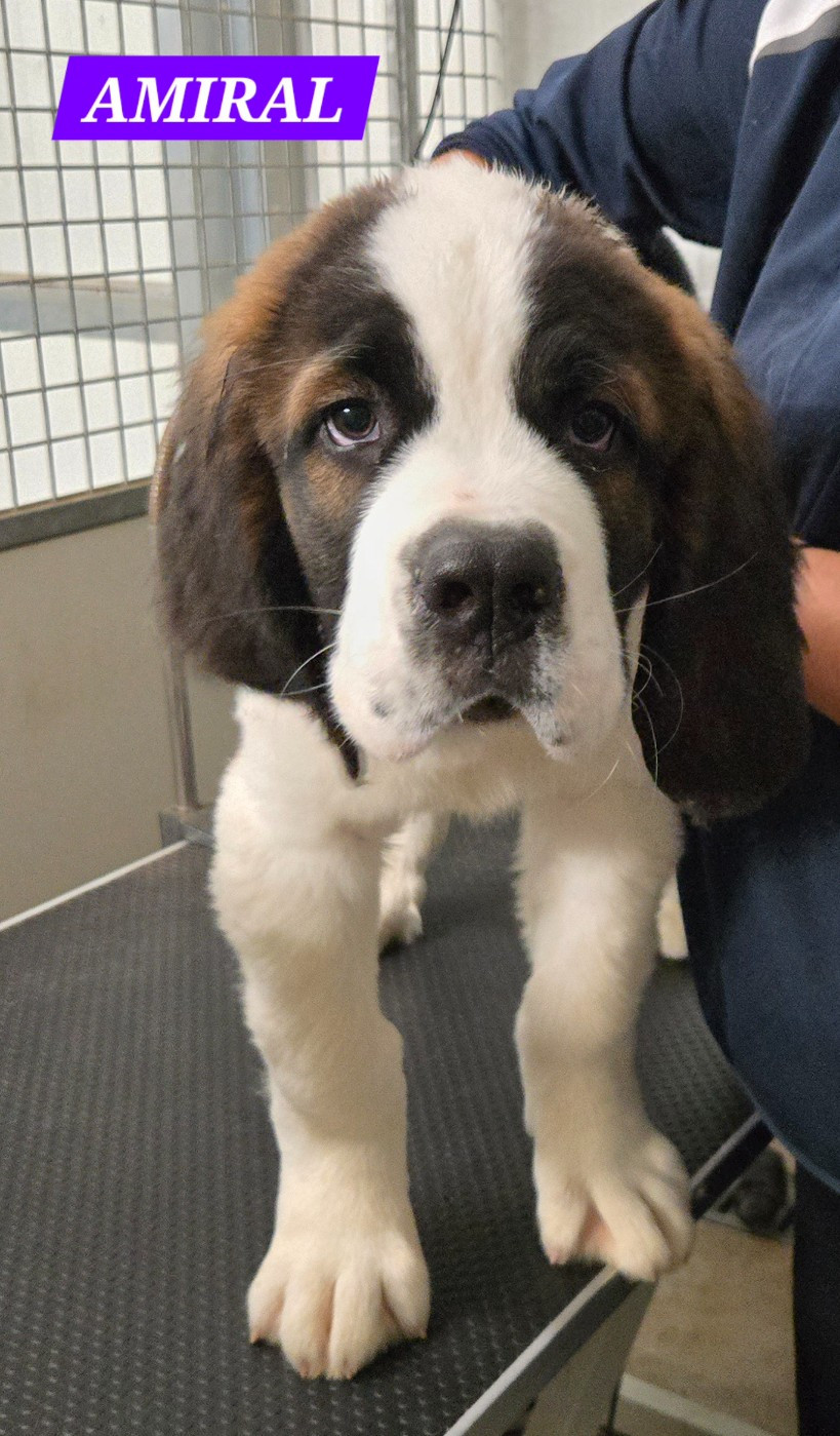 de l'ange aux papillons - Chiots disponibles - Chien du Saint-Bernard