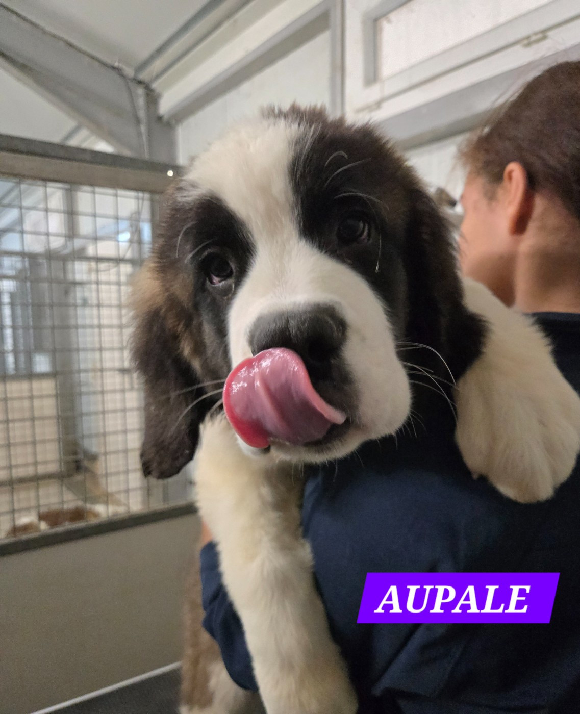de l'ange aux papillons - Chiots disponibles - Chien du Saint-Bernard